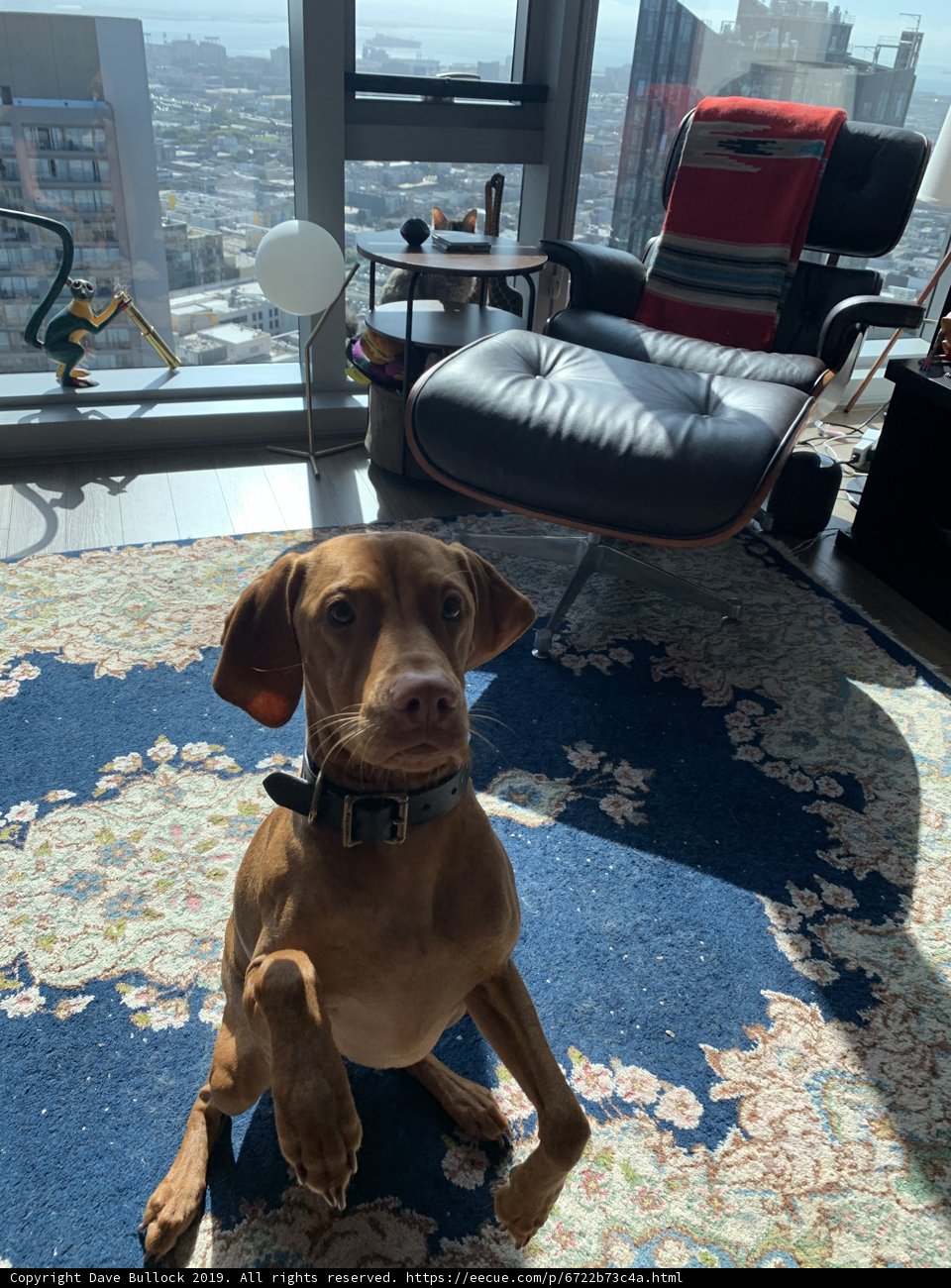 Cozy Dog on Living Room Rug