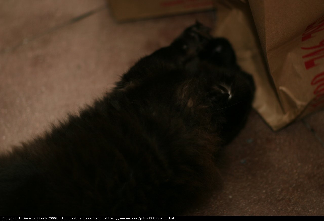 Lazy Days of a Black Cat