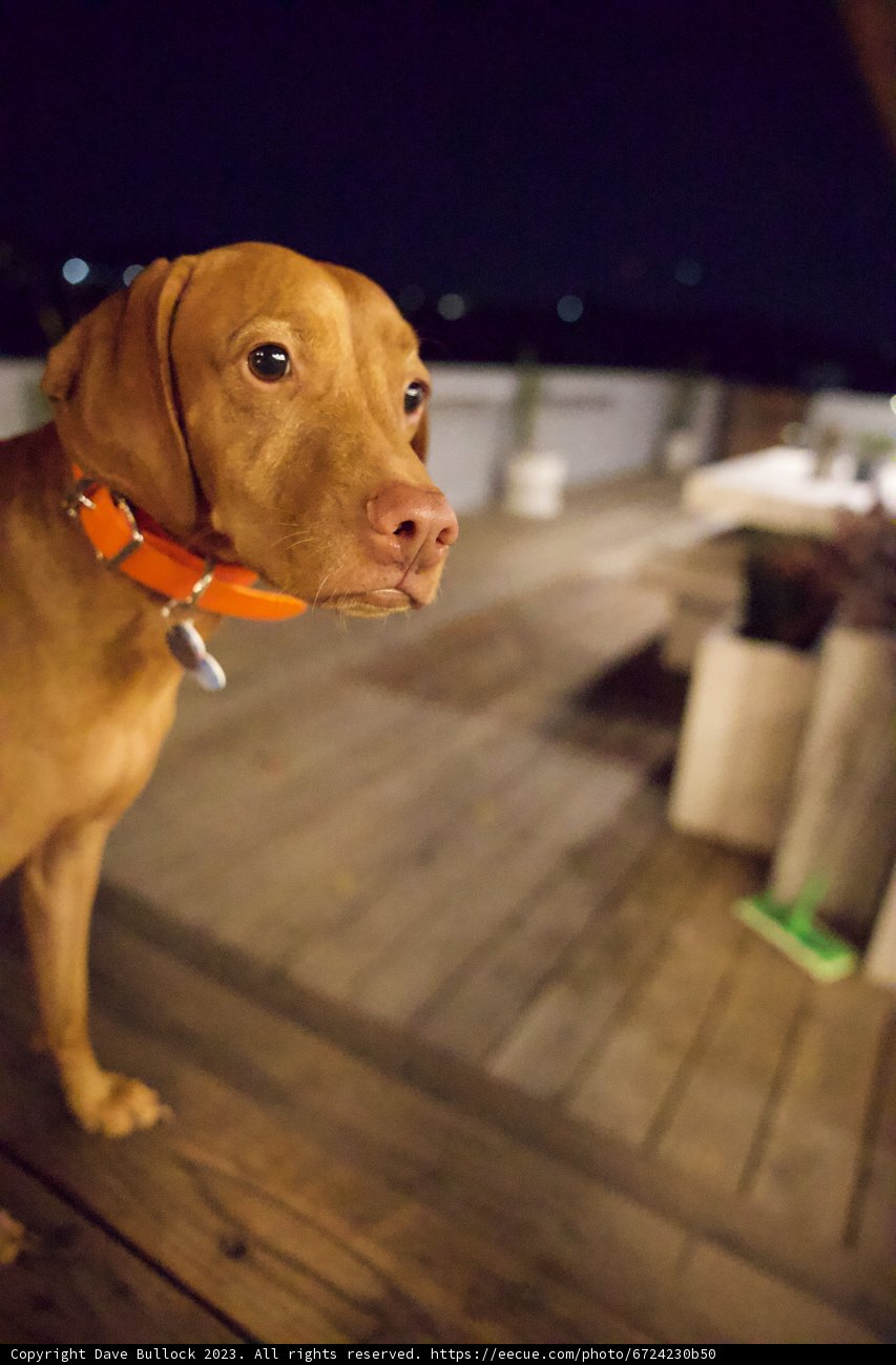 Sunset Serenity with our Canine Companion