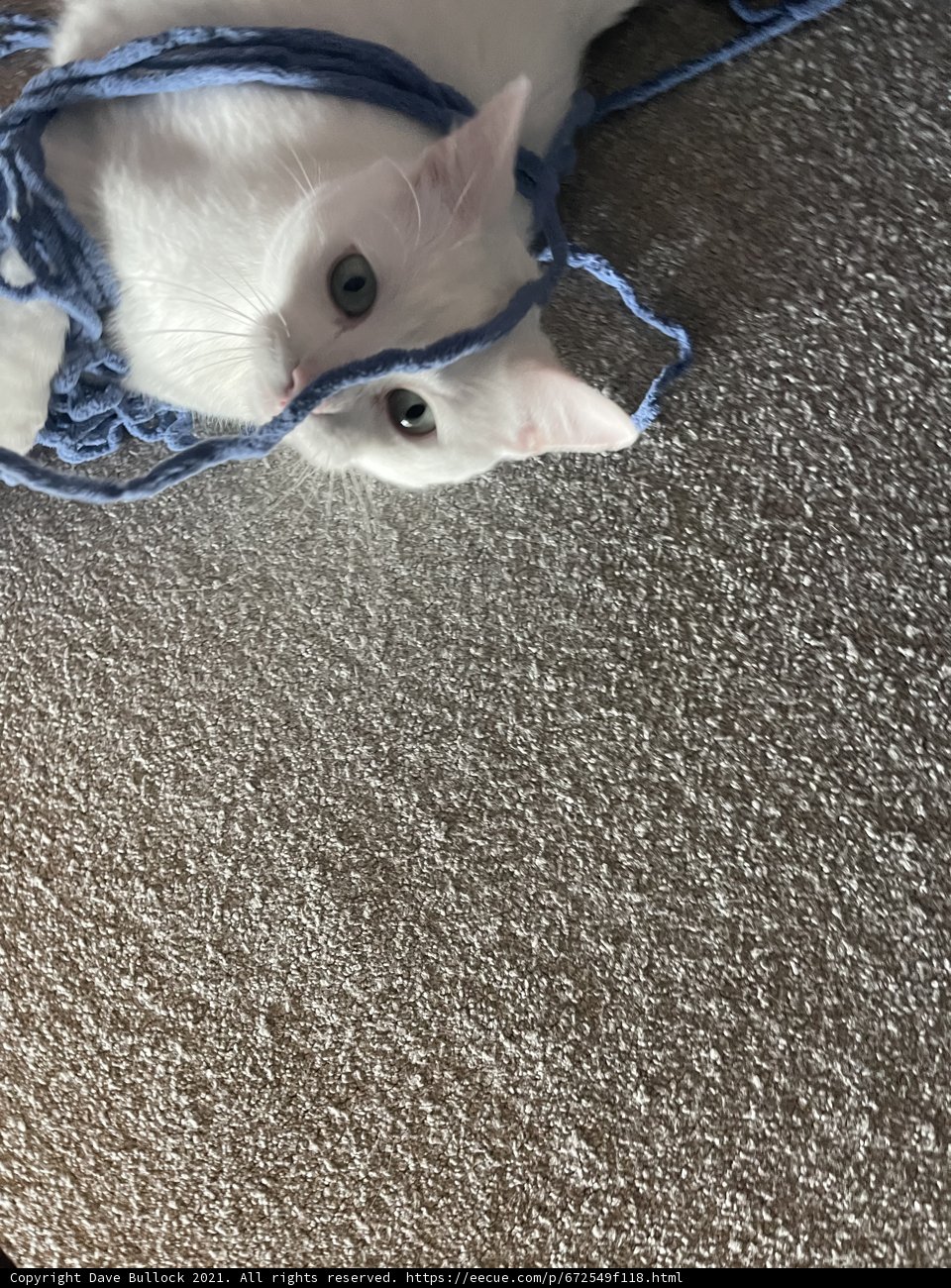 The Cool Cat with the Blue Scarf