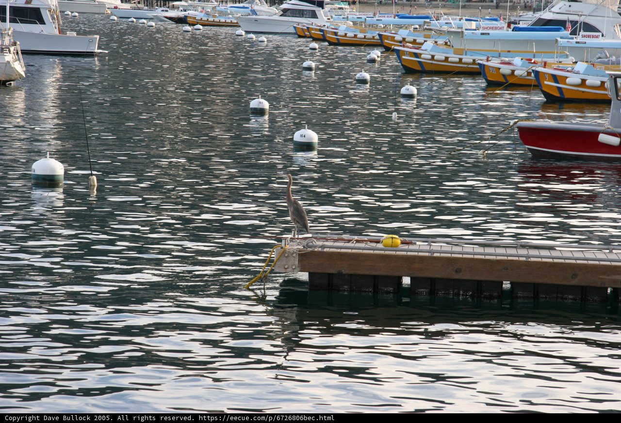 Peaceful Harbor Visitor