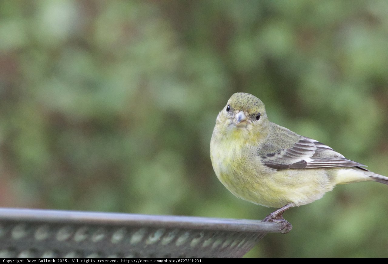 Curious Finch in Focus