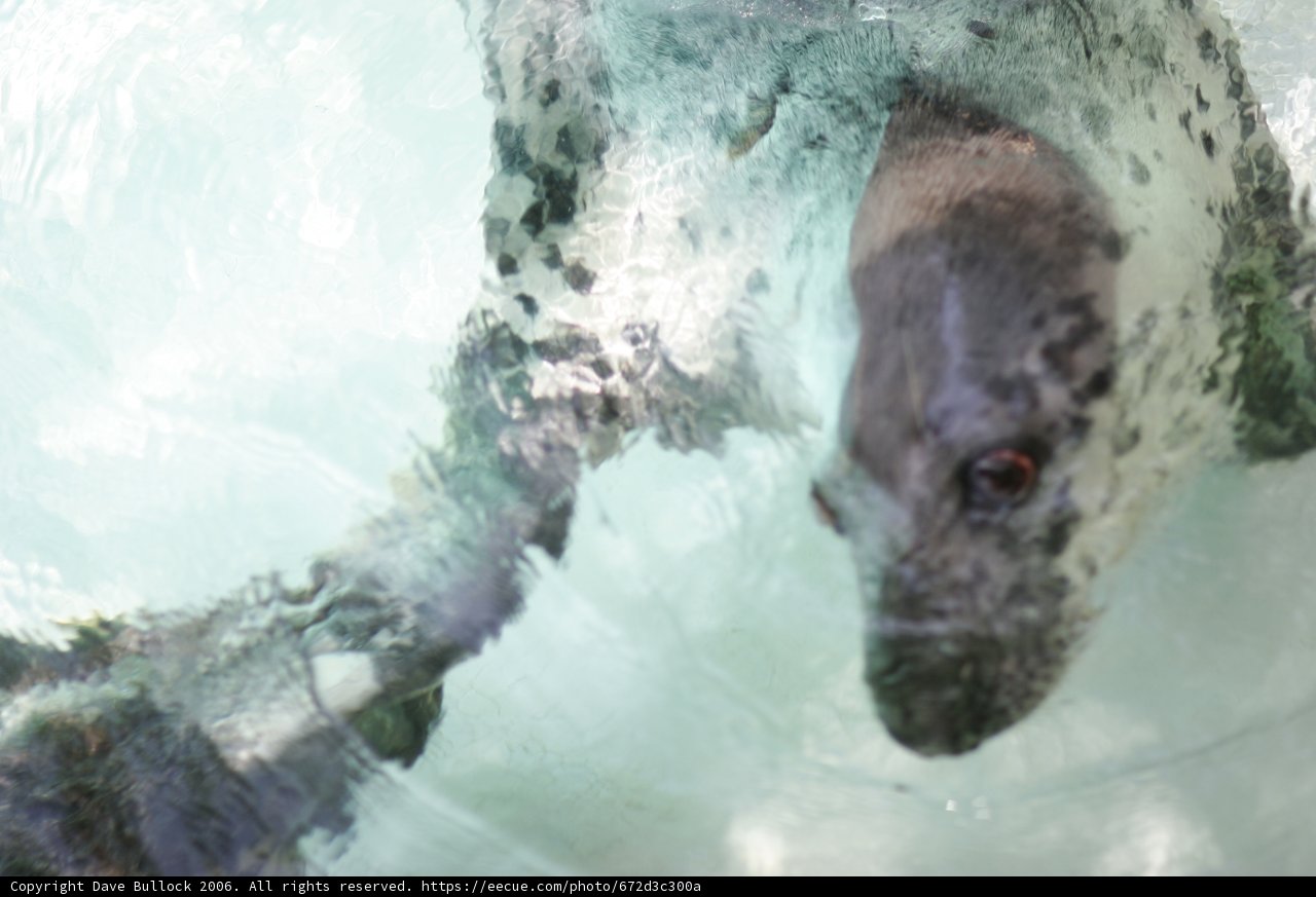Seal Taking a Dip
