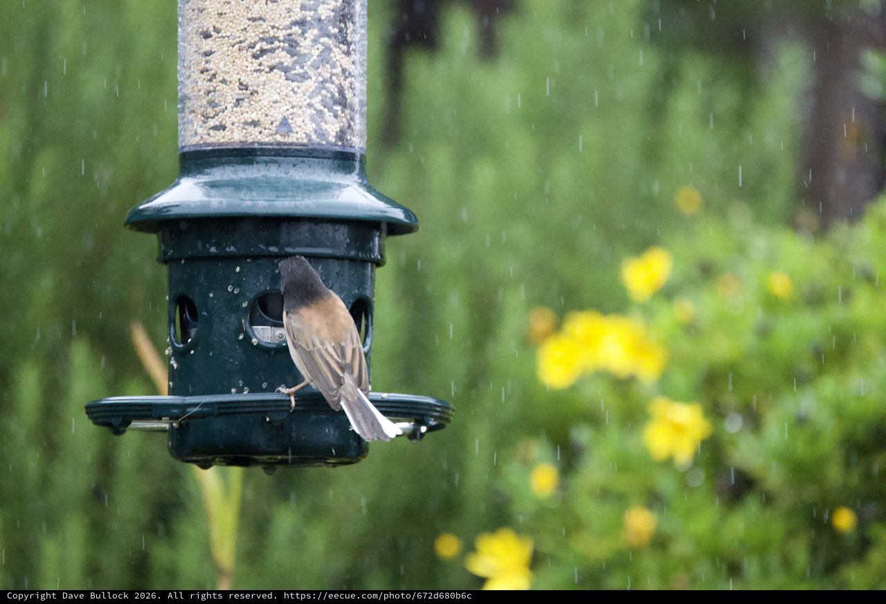 Bird Feeding in the Rain at Garden Feeder