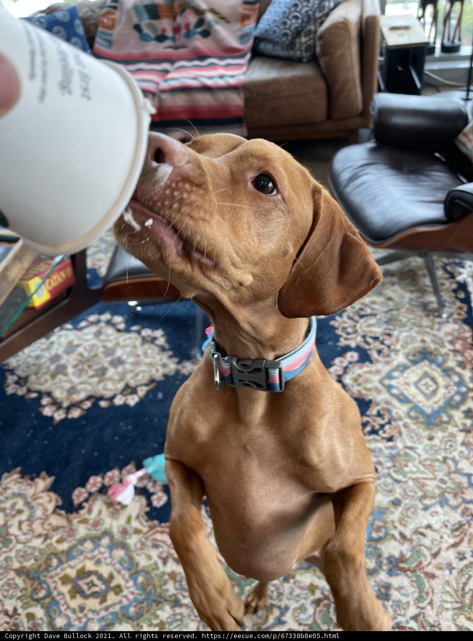 Thirsty Pup Takes a Sip