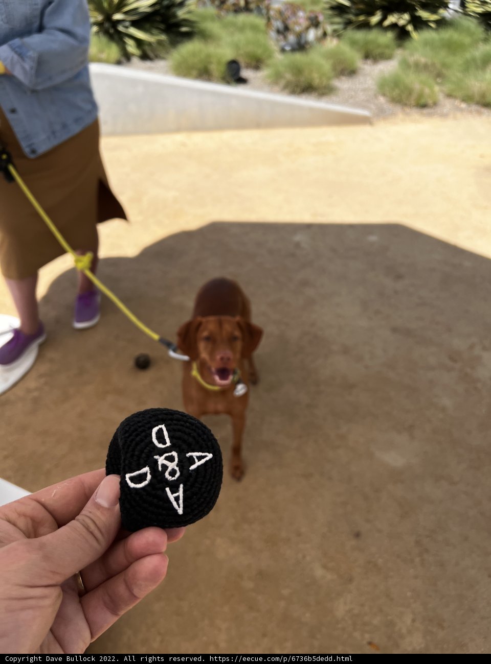 Dog Walking in Napa