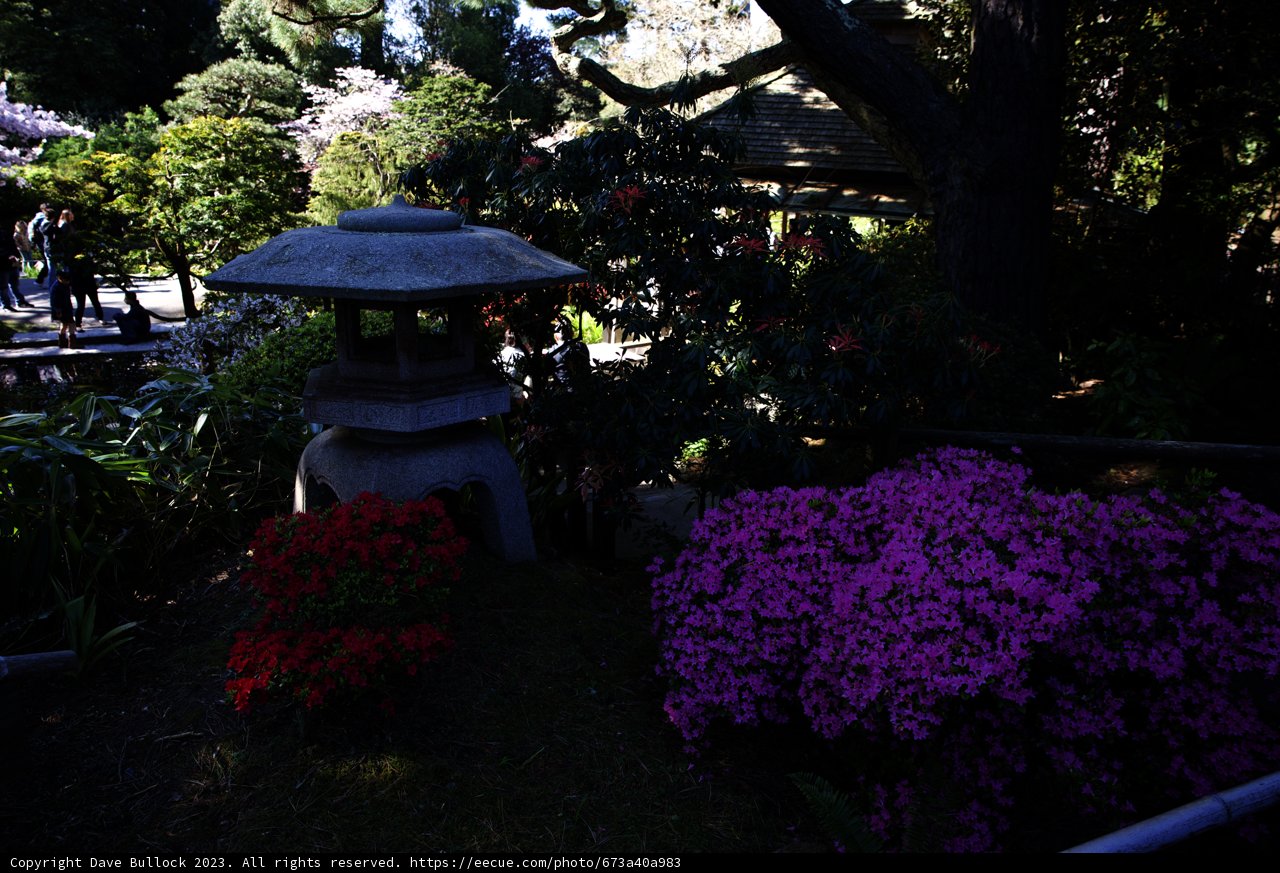 Serenity in the Japanese Tea Garden