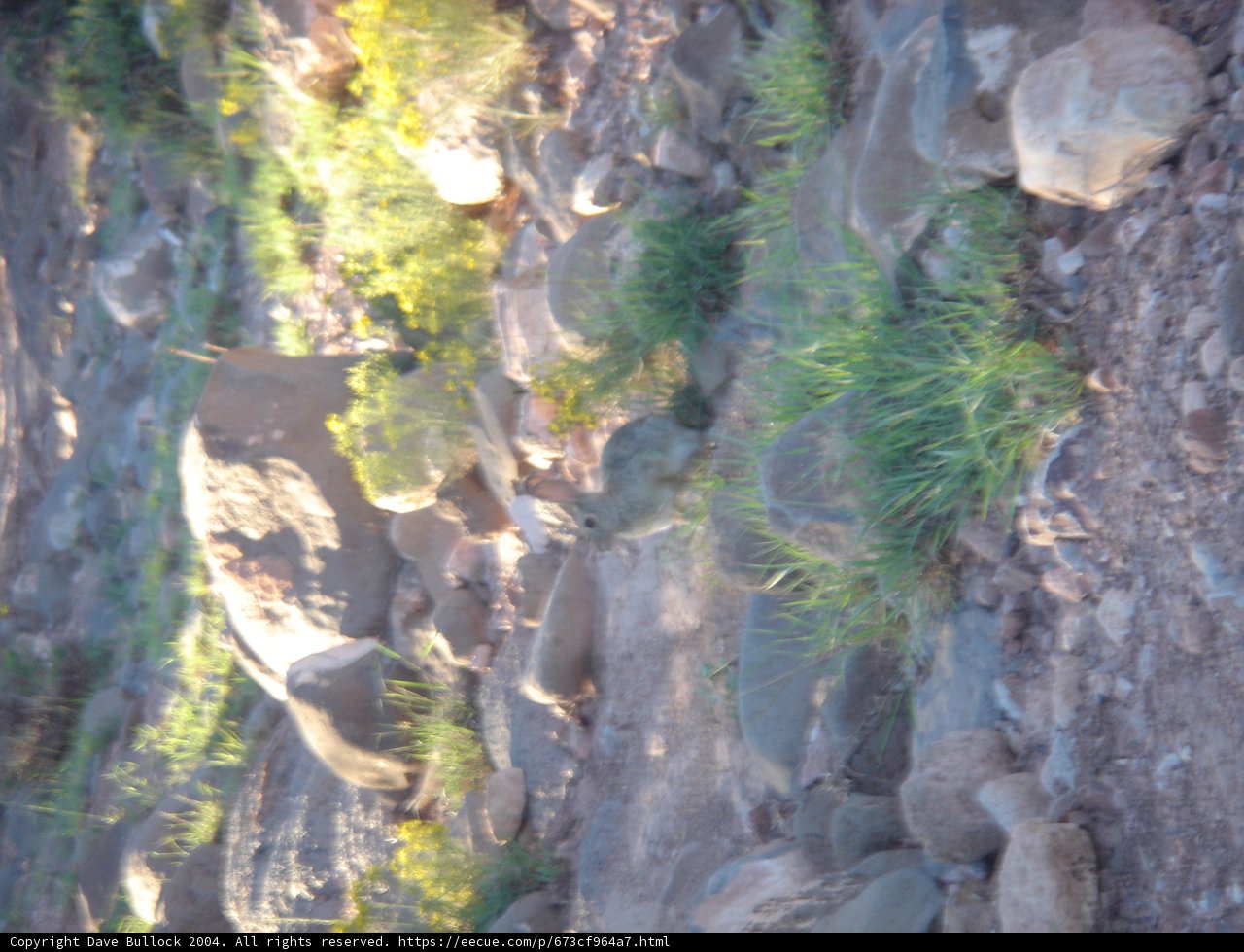 A Small Creature on the Slate Wall