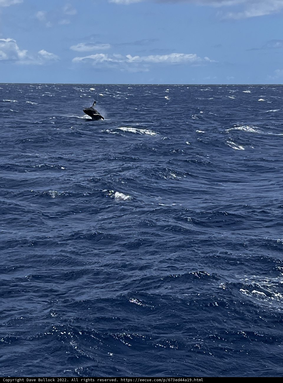 Majestic Whale in the North Pacific Ocean