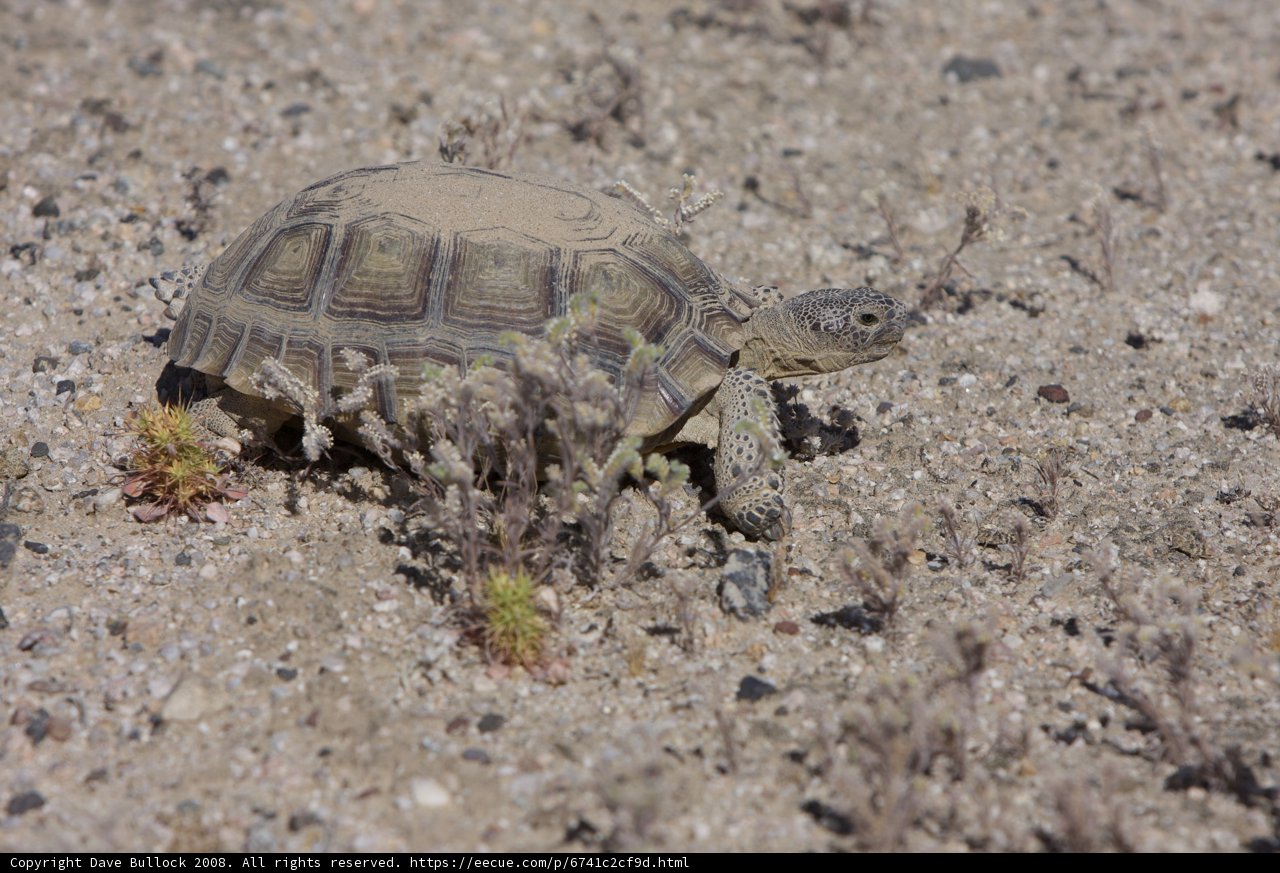 Desert Turtle Trek
