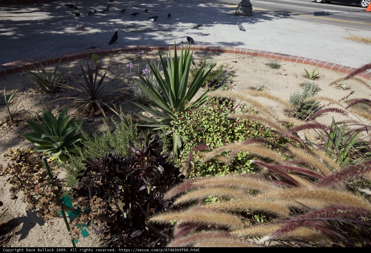 The Bird's Eye View of Agavaceae Plant Bed