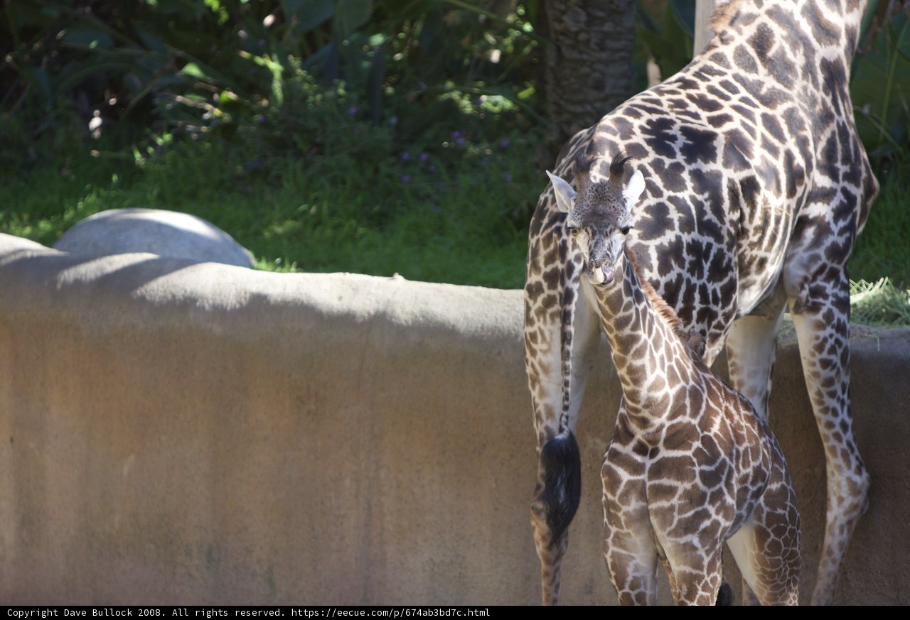 Mother Giraffe and Baby Giraffe in the Zoo