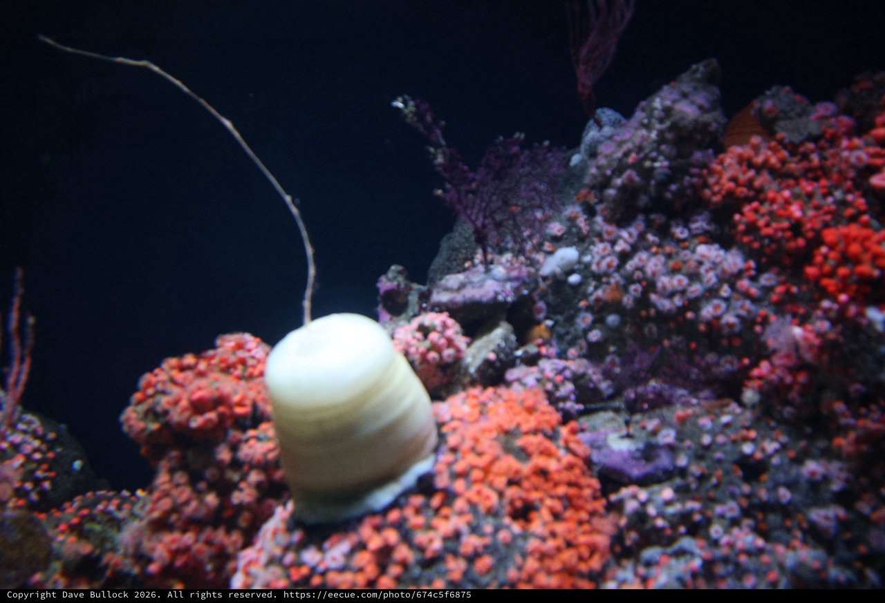 Illuminated Jellyfish Floating Among Vibrant Coral Reef