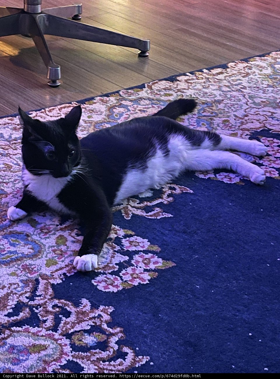 A Feline's Rest