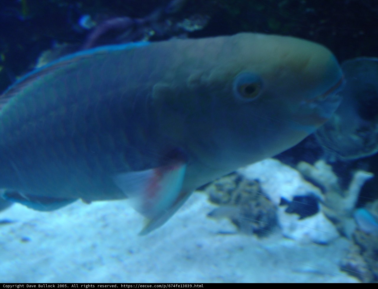 Majestic Parrot Fish in its Underwater Kingdom