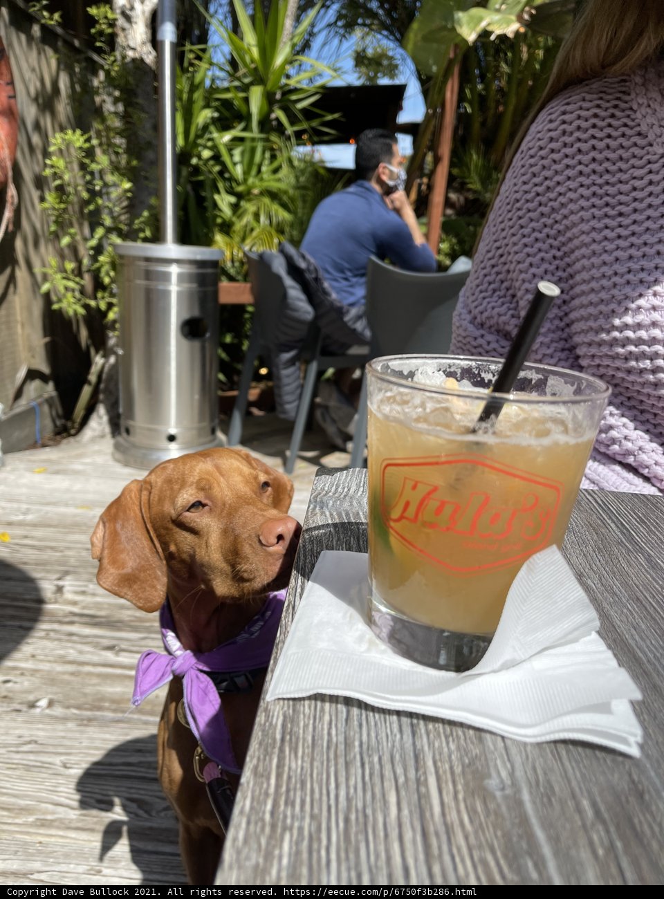 Canine Cafe Culture