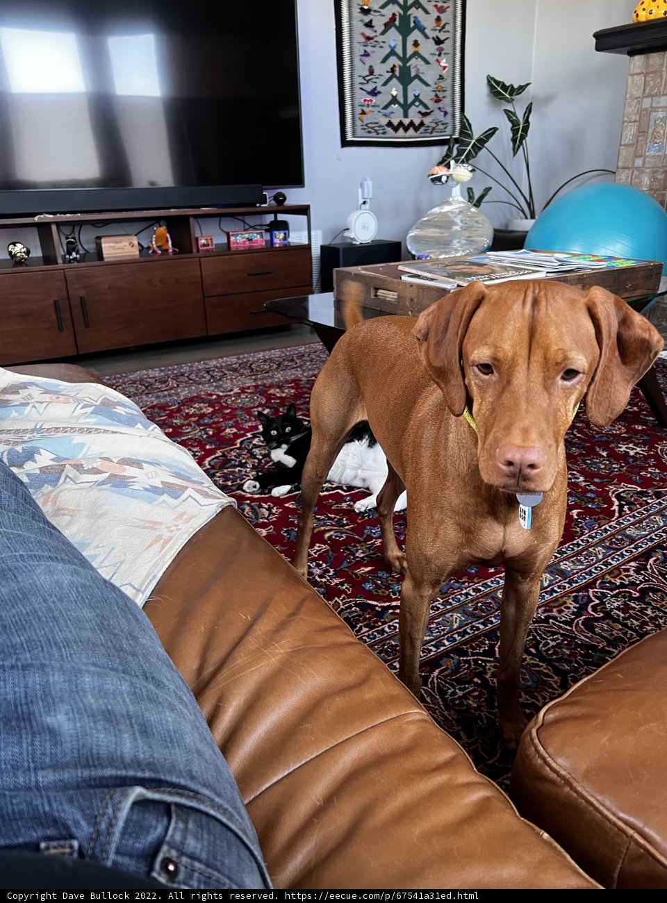 Living Room Pooch
