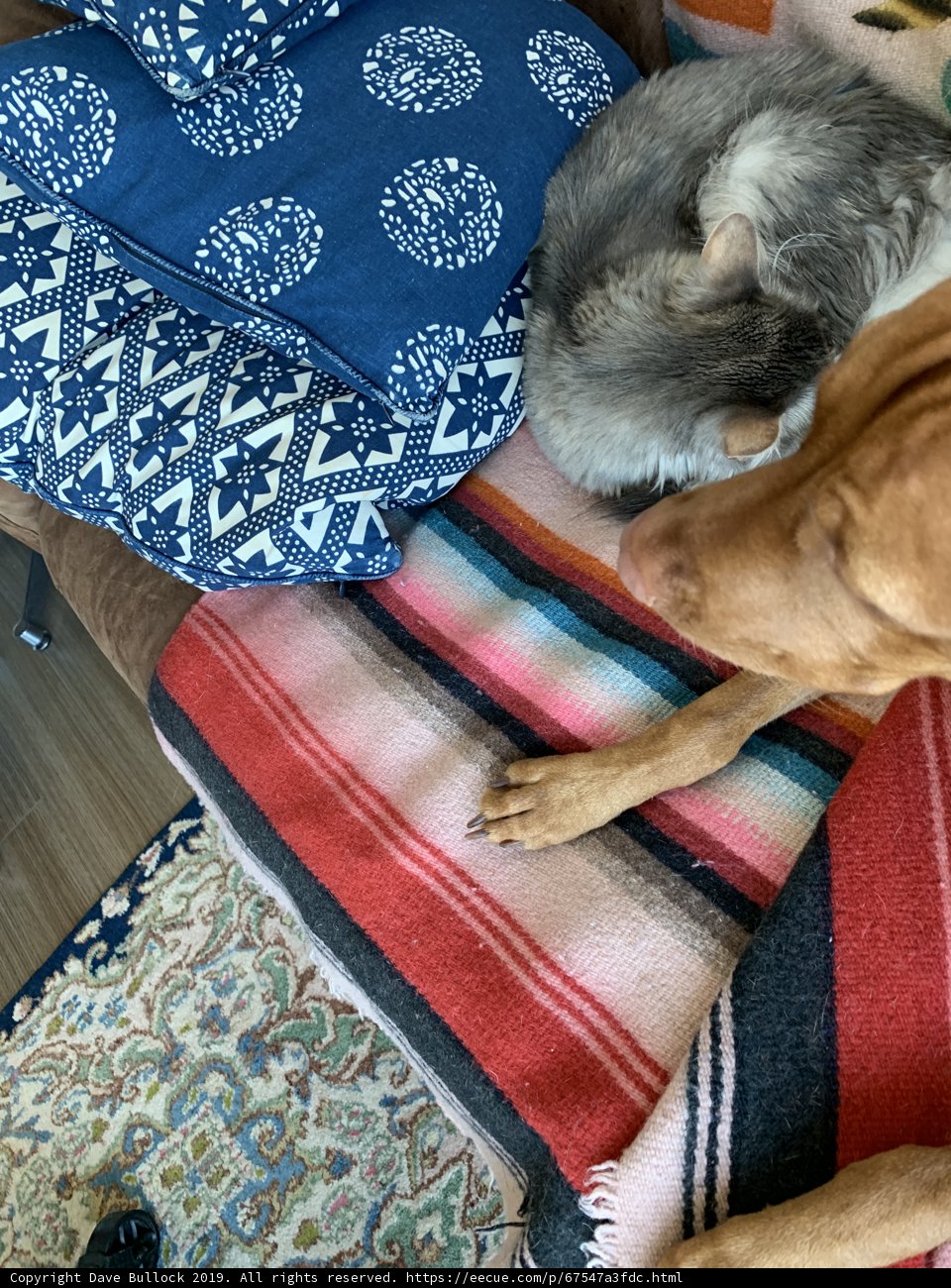 Comfy Companions