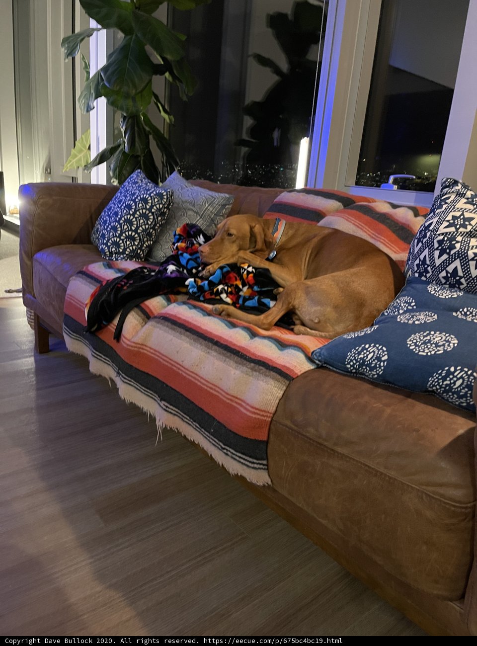 Furry Friend on the Cozy Couch