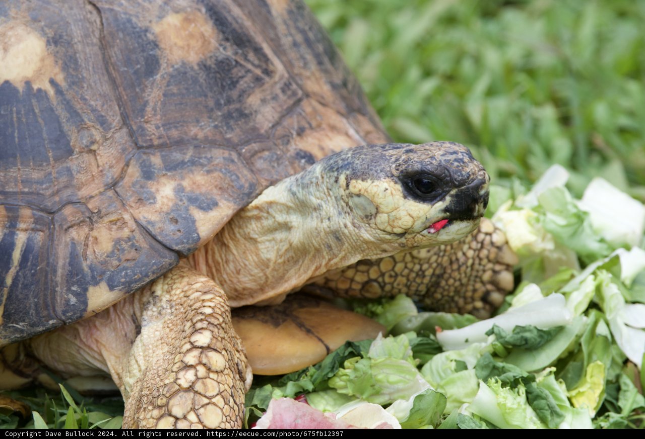 Midday Munch: A Tortoise's Lunch at Honolulu Zoo