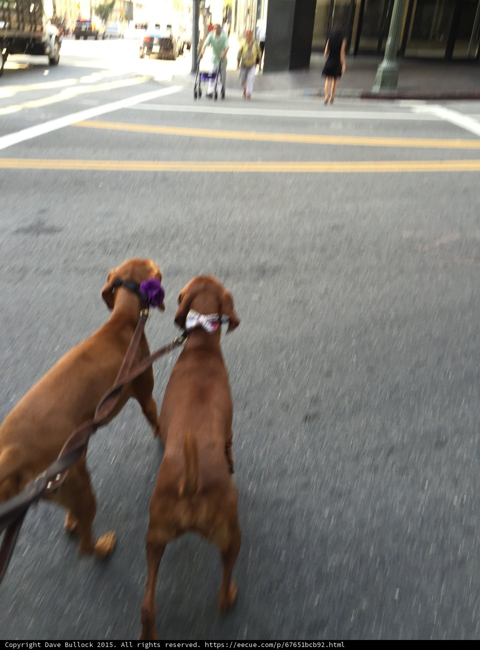 Two Canine Companions on the City Streets