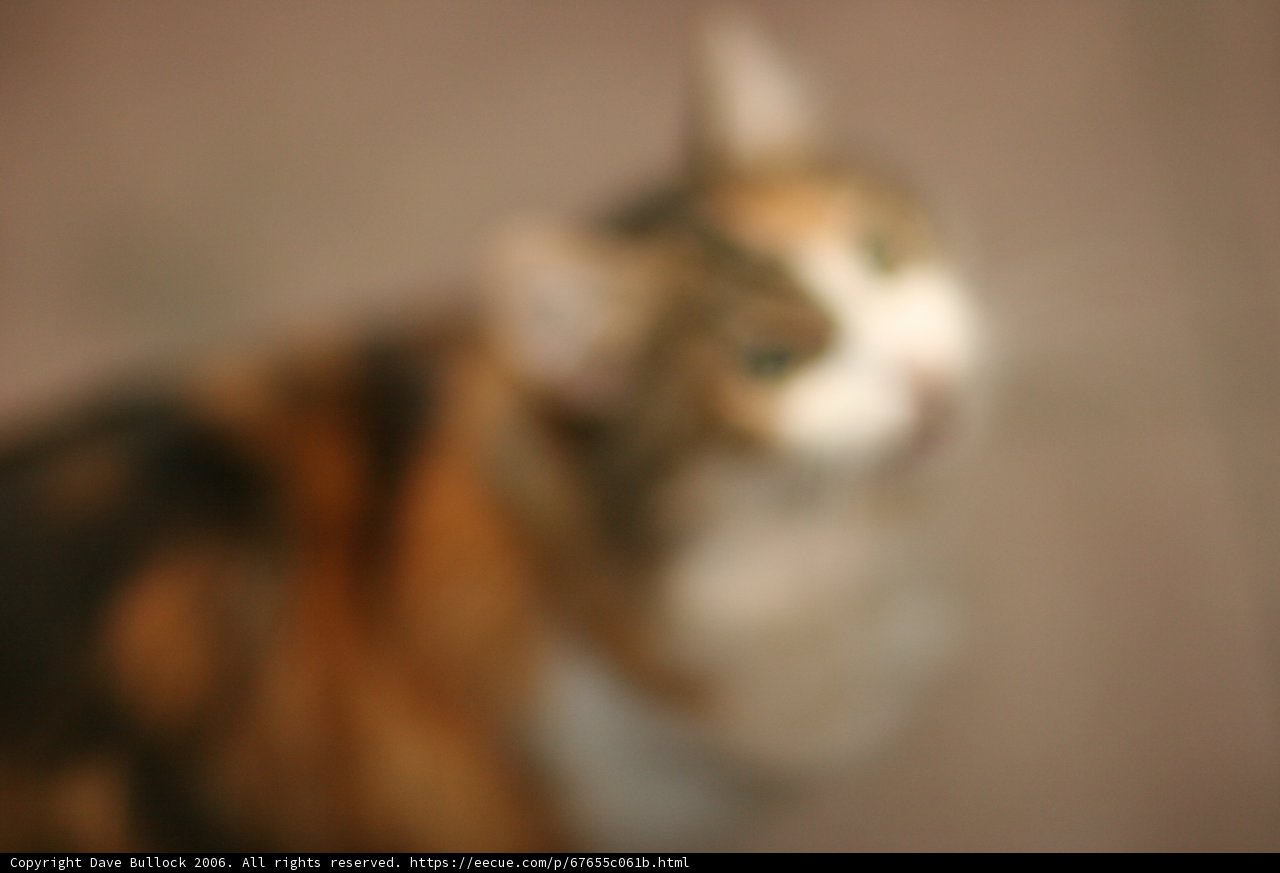Fuzzy Feline Frenzy