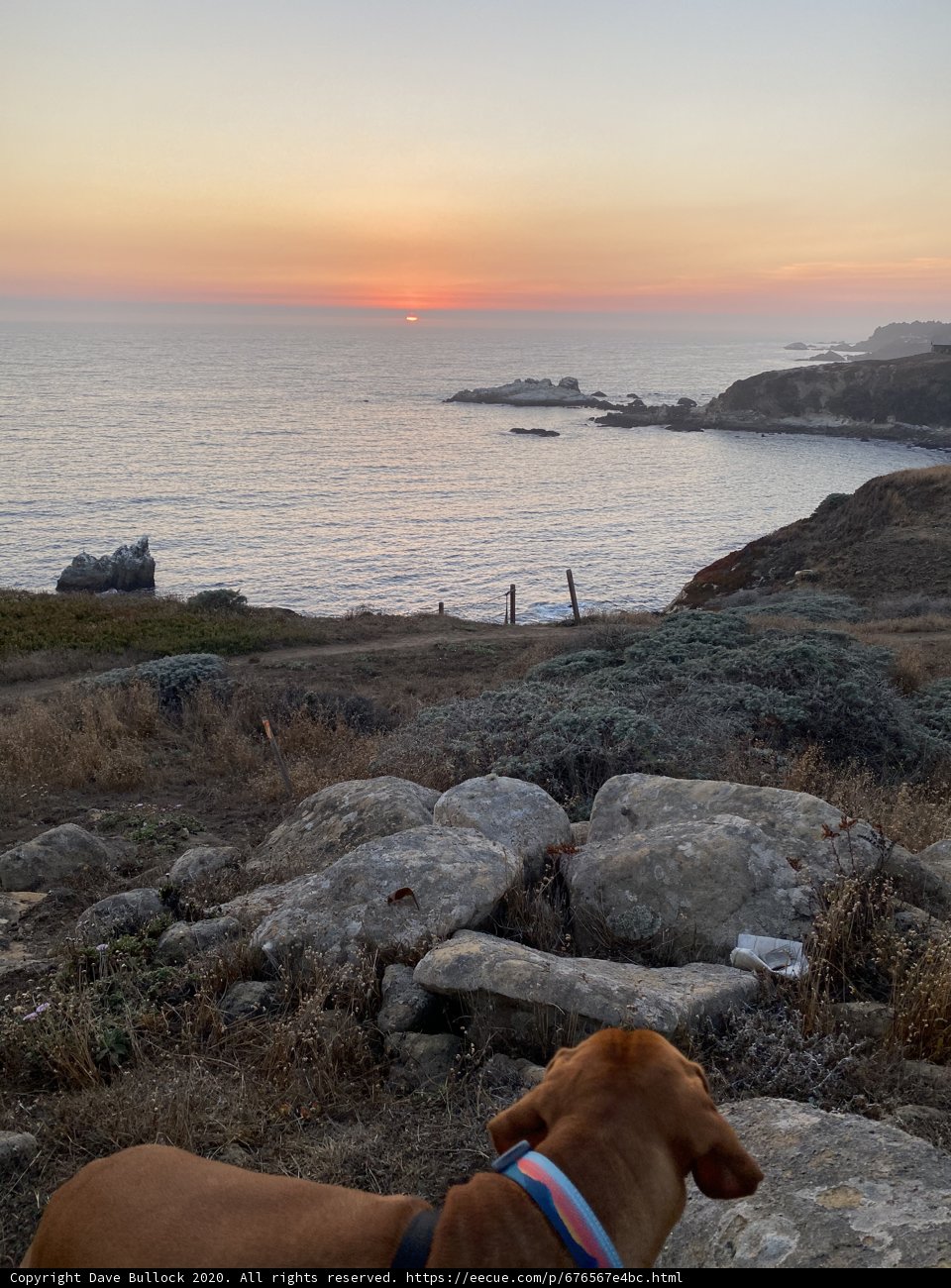 Overlooking the Ocean with My Furry Friend