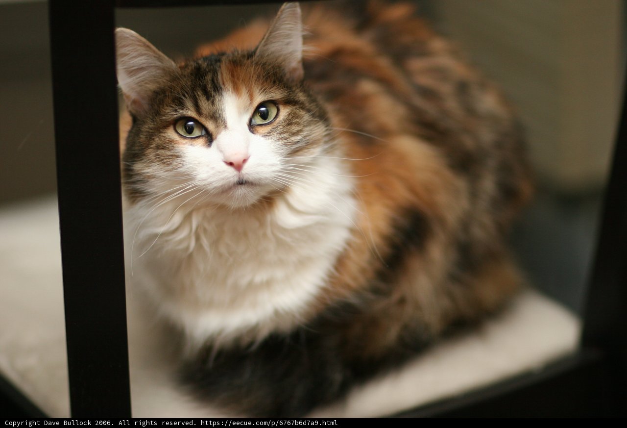 Chair Cat