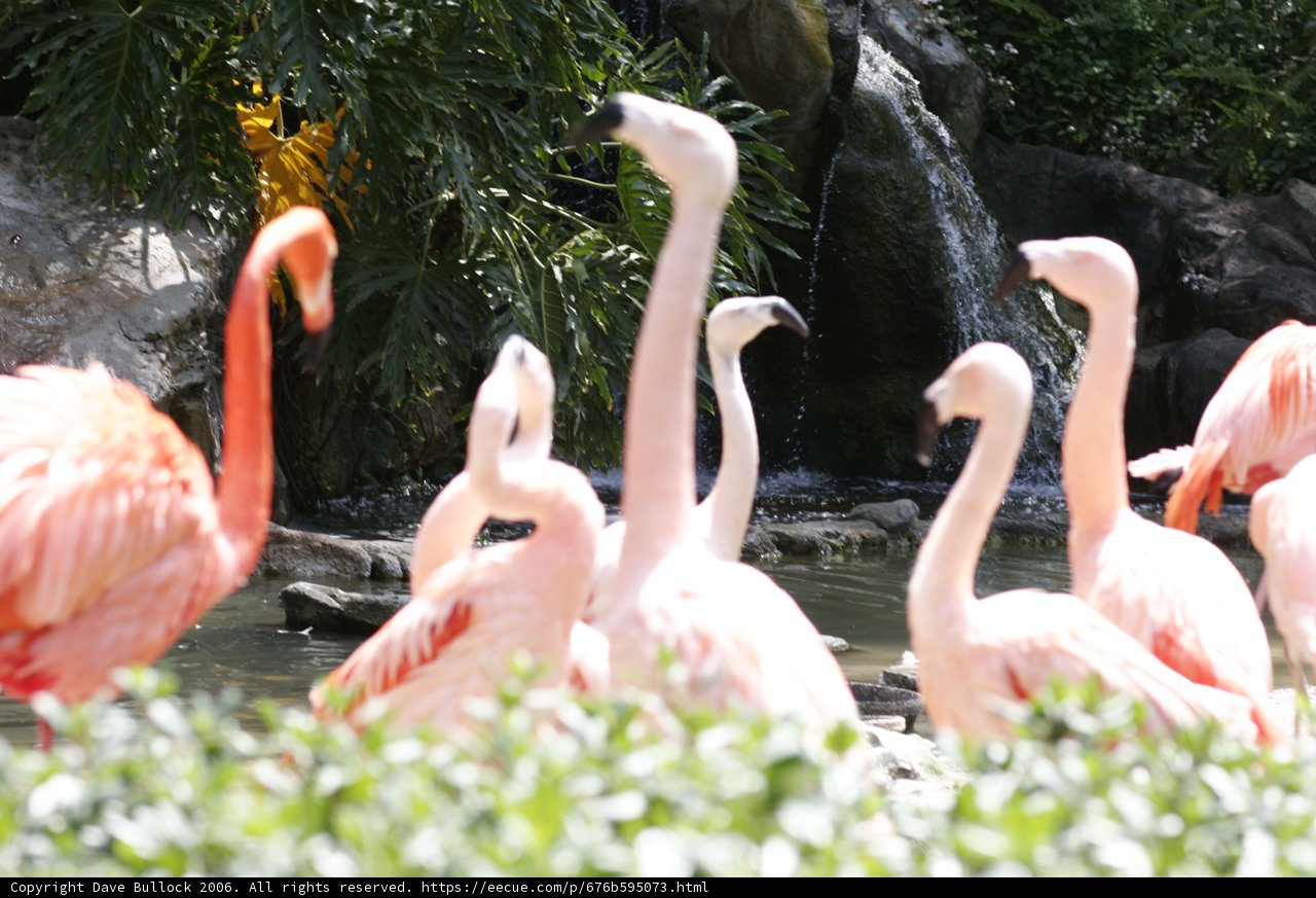 Flock of Flamingos at the Waterfall