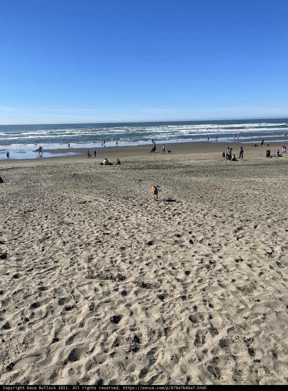 Canine Beach Run