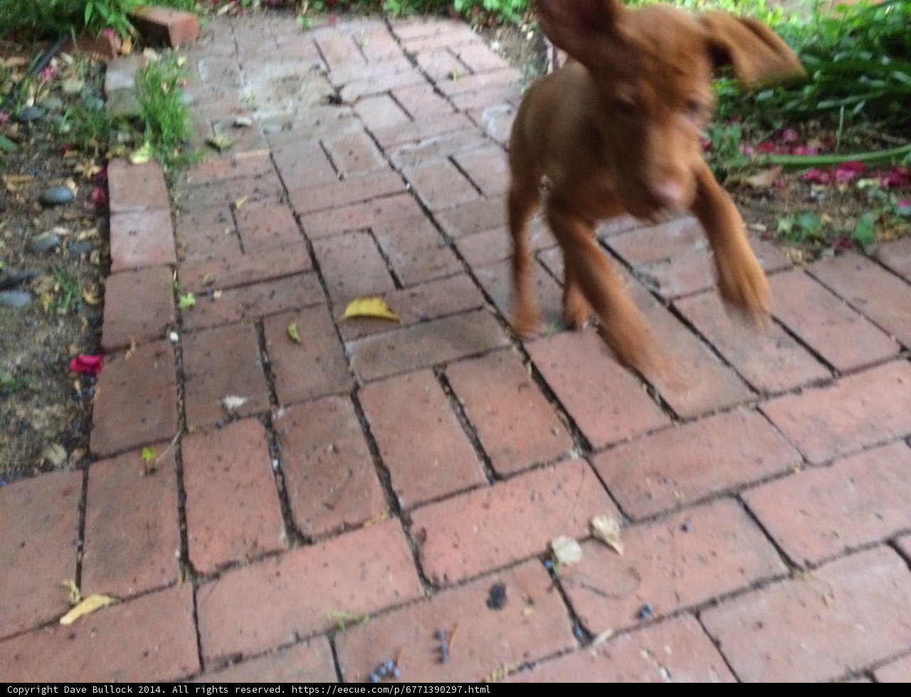 A Canine's Stroll on the Brick Path