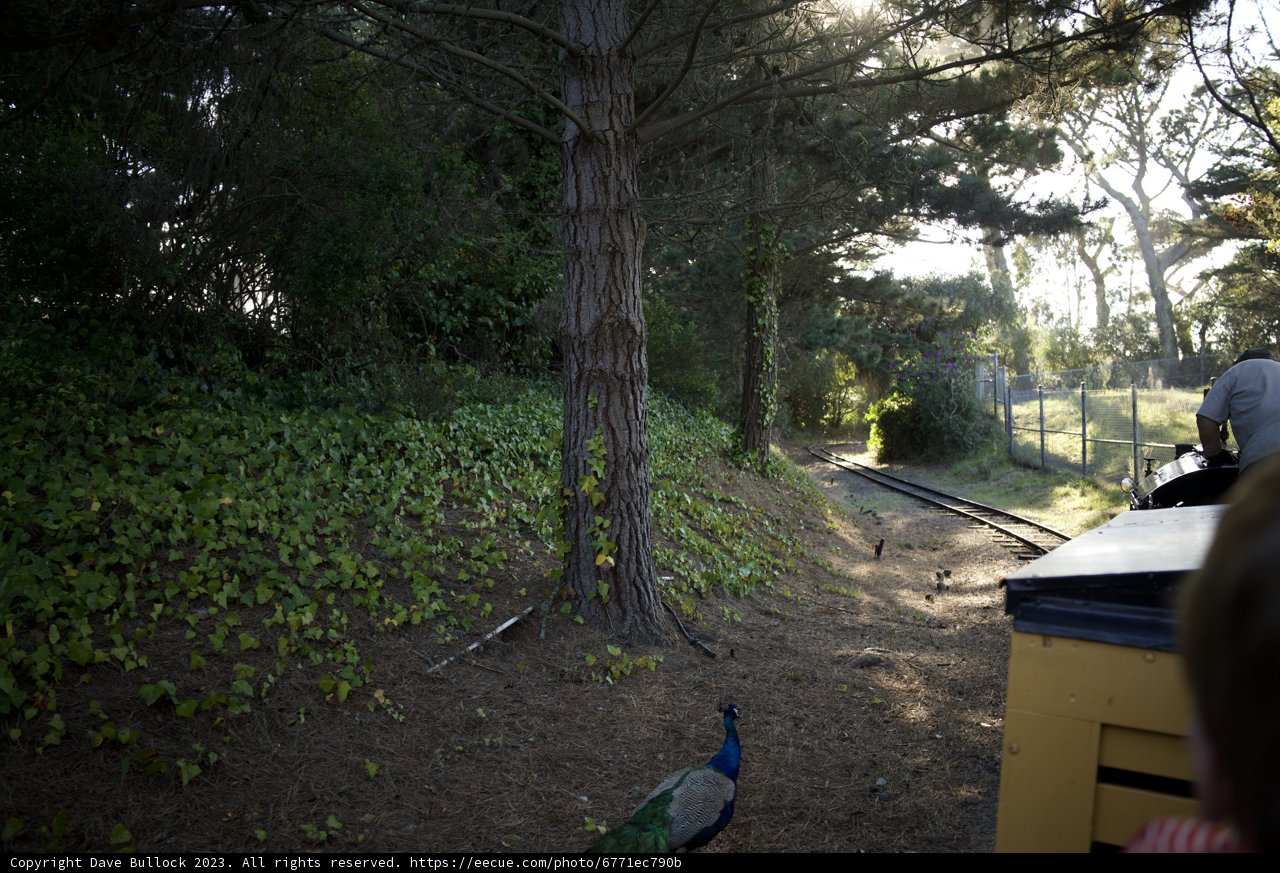 A Silent Observer - The Majestic Peacock