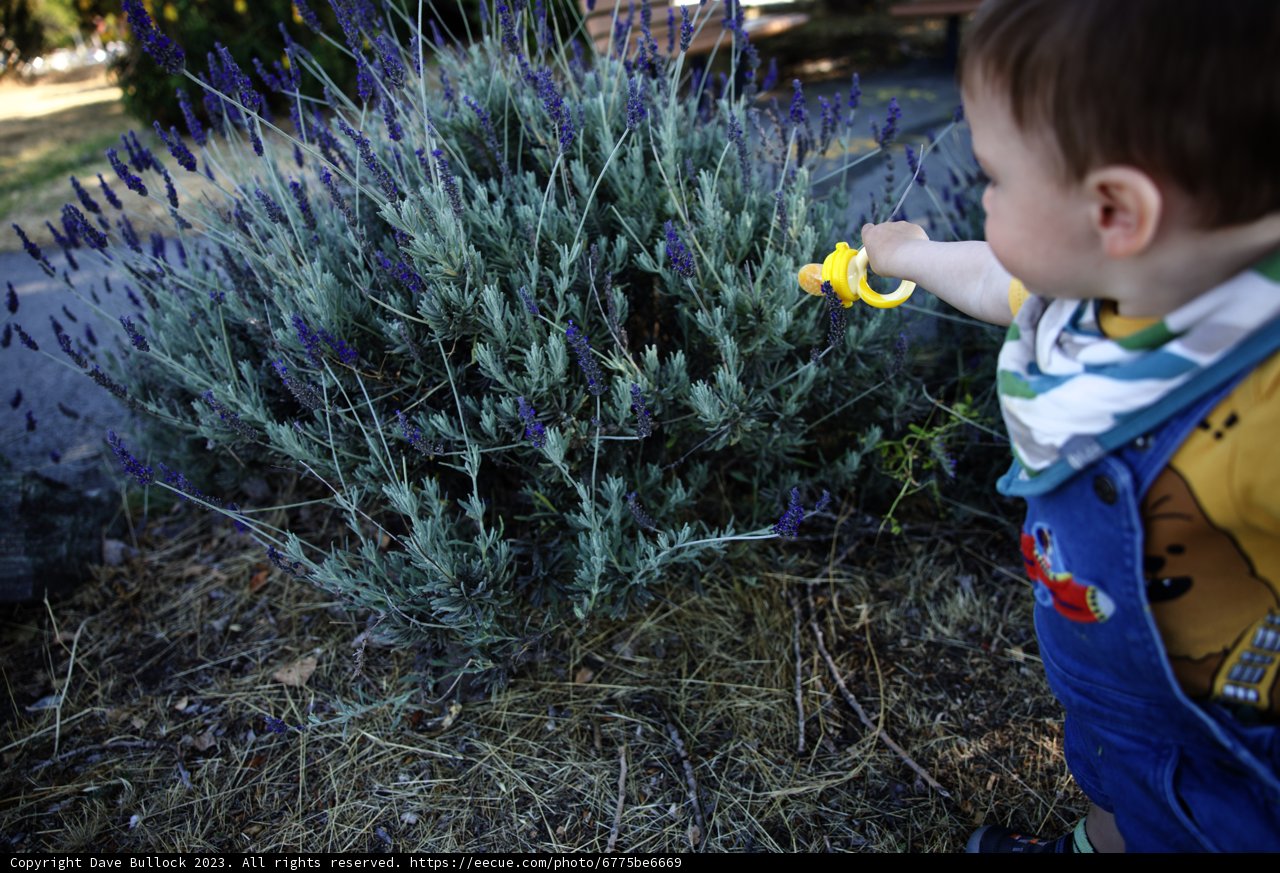 Little Explorer in Lavender Fields