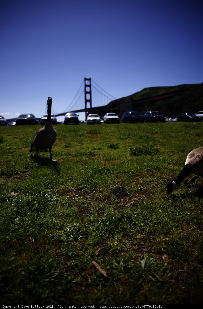 A Serene Encounter at Marin Headlands