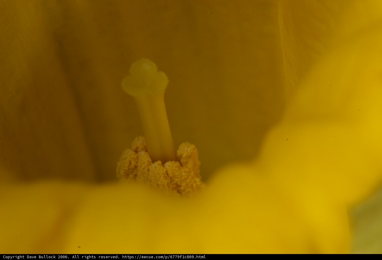 Inside the Yellow Flower