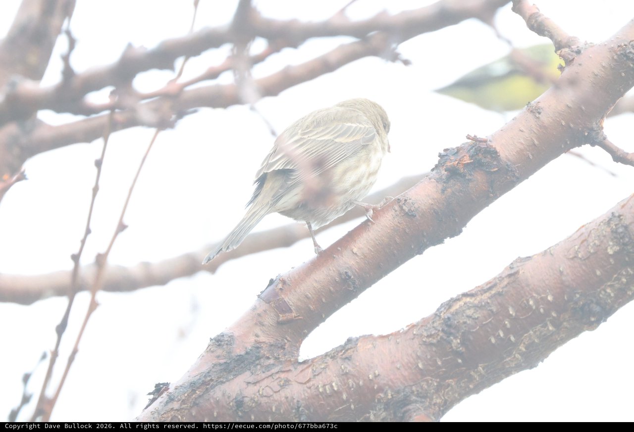 Small Songbird Perched on Winter Branch