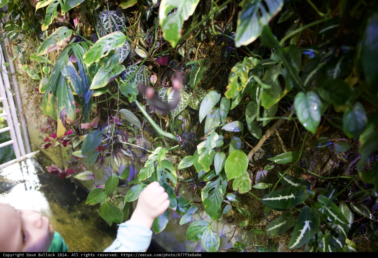 Curiosity in the California Rainforest Garden - 2024