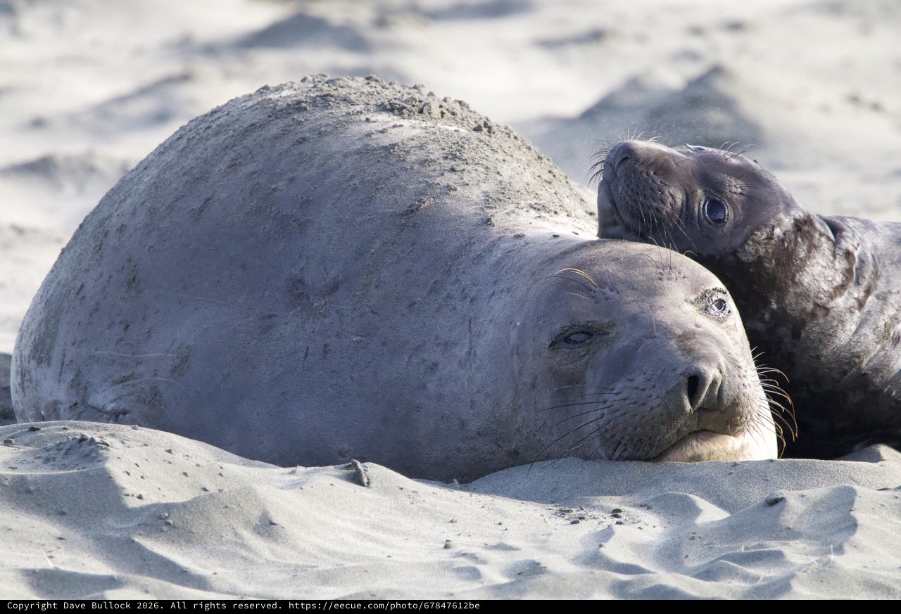 Northern Elephant Seal Mother and Pup on Beach