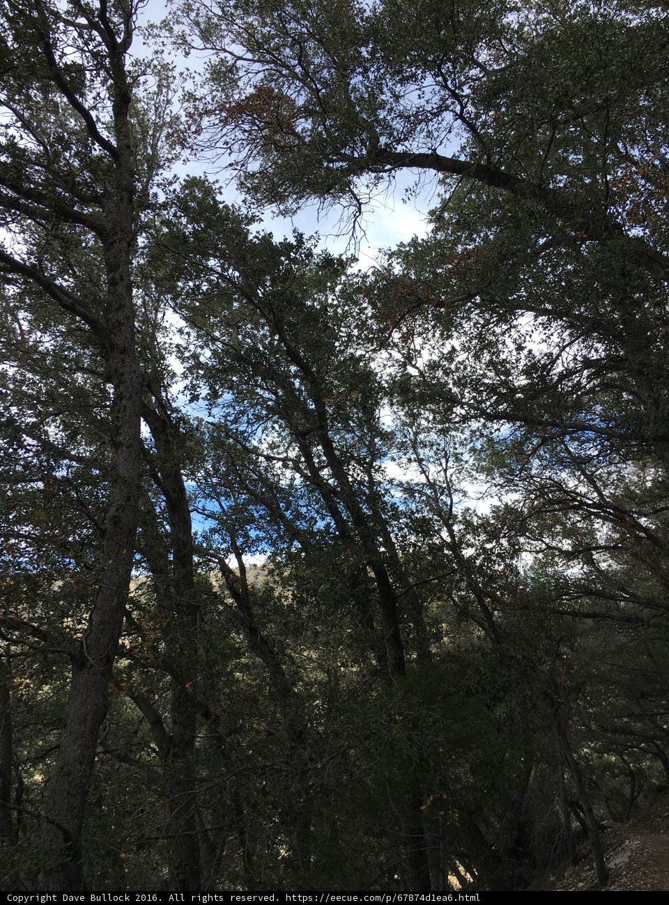 Tranquil Wilderness