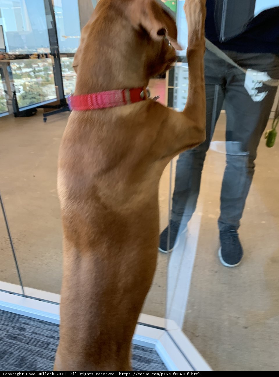 Office Pals