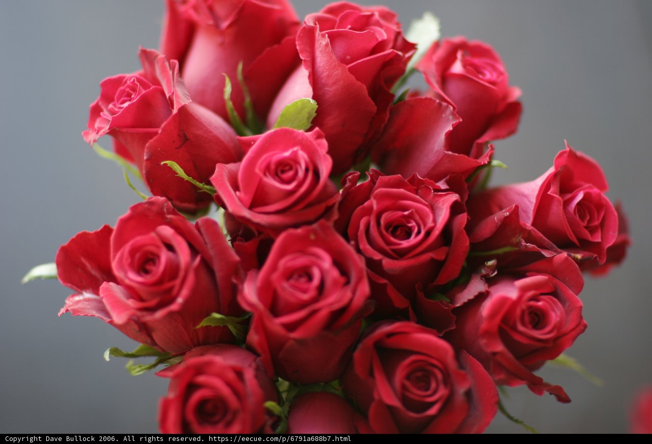 A Bouquet of Red Roses