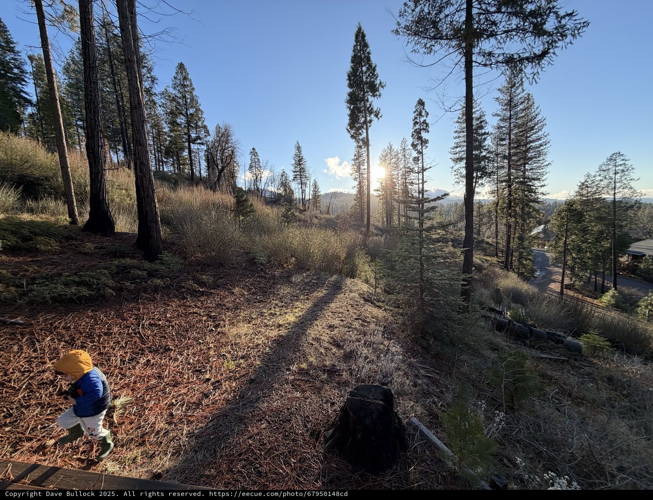 Child Explores Sun-Dappled Pine Forest at Golden Hour