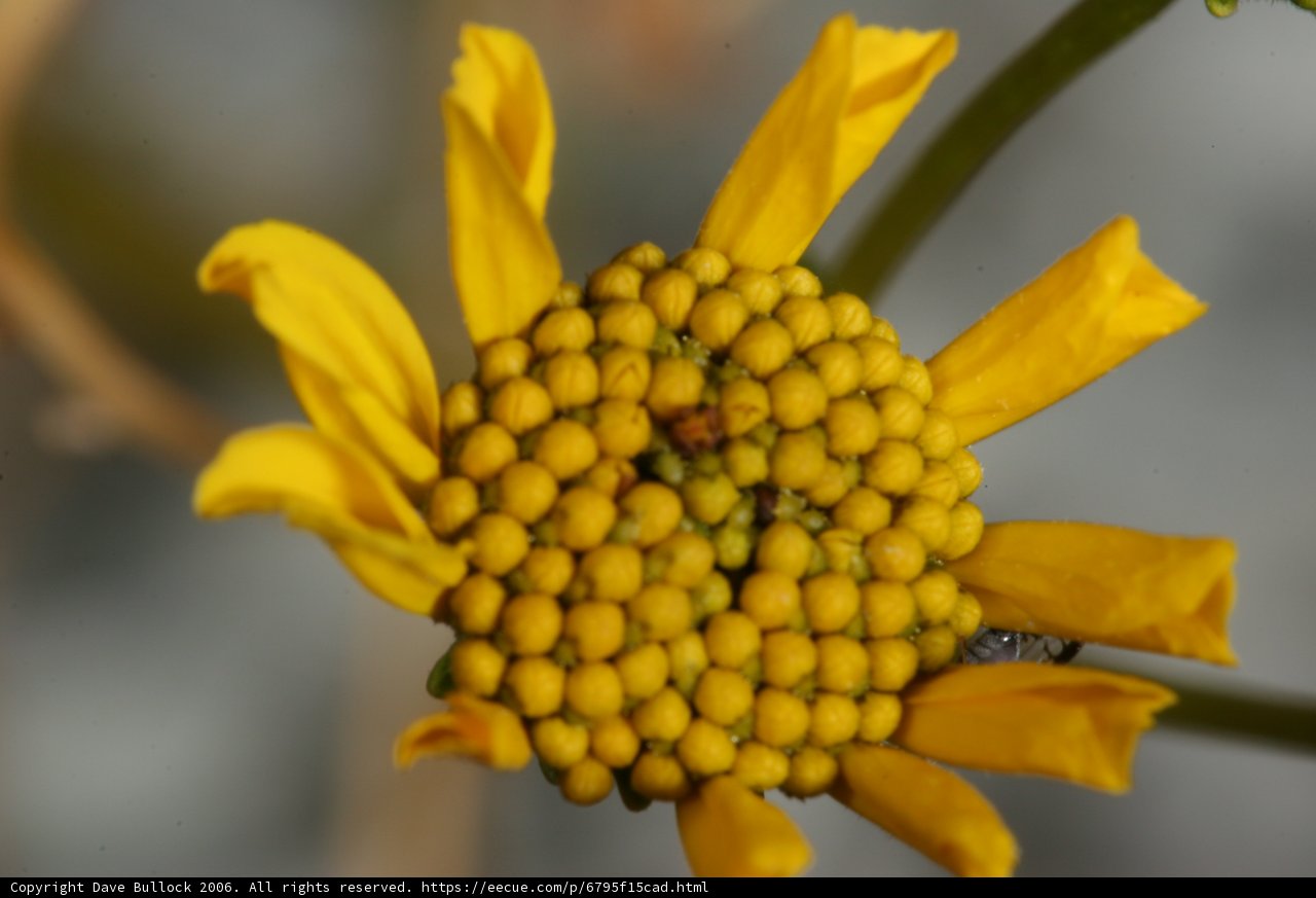 Buzzing on a Daisy