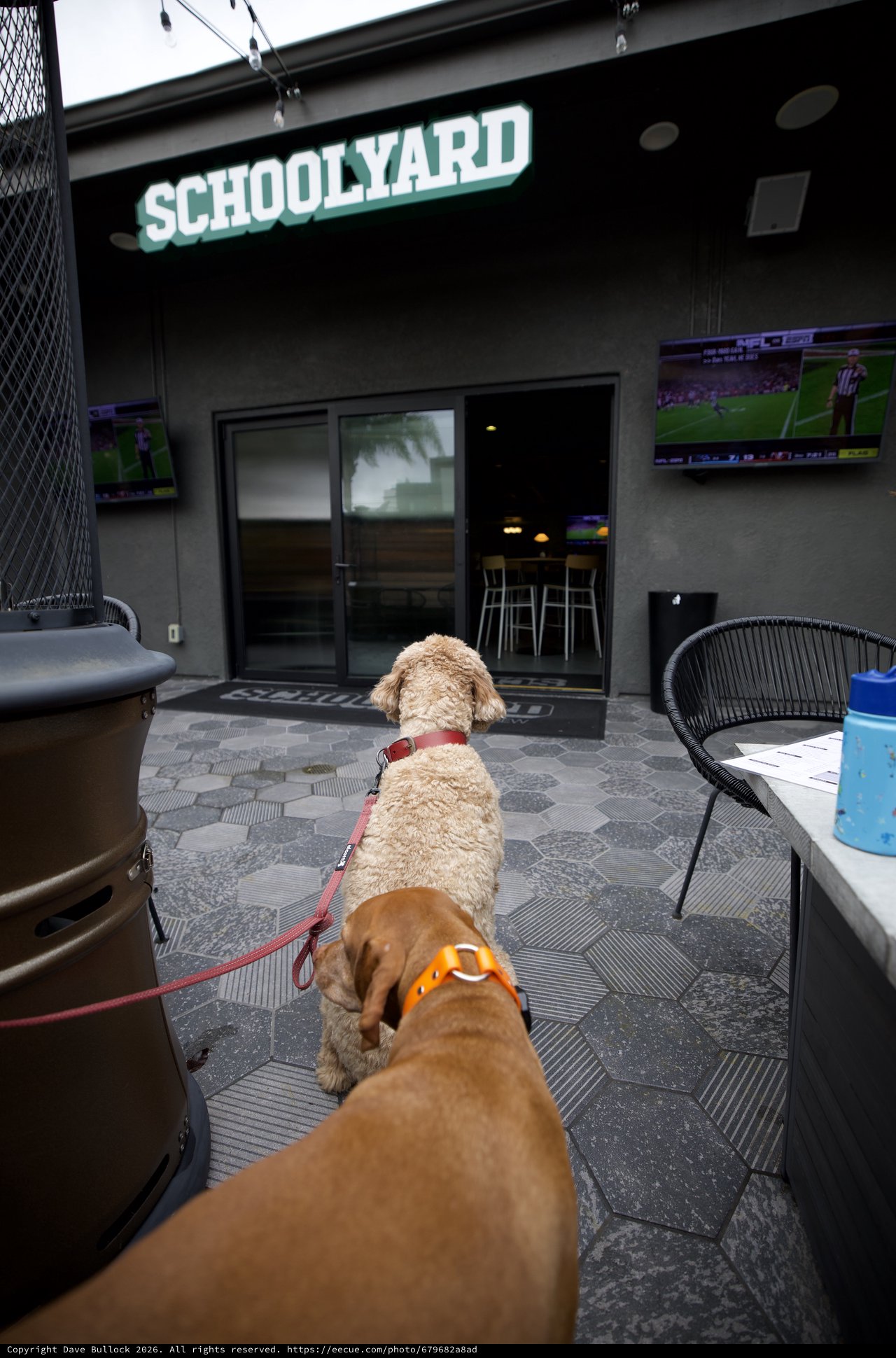 Two Dogs at Dog-Friendly Sports Bar Patio