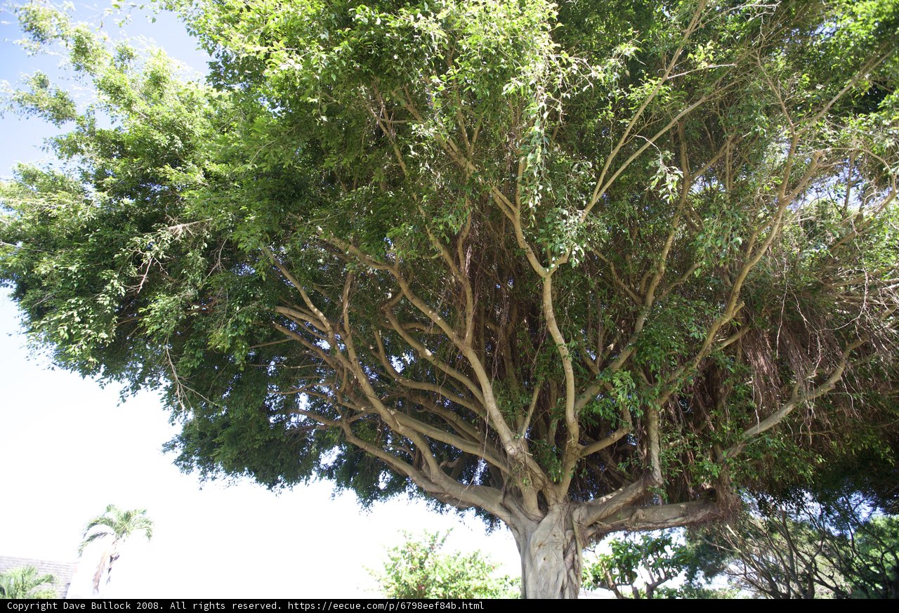 Majestic Tree in the Hawaiian Outdoors