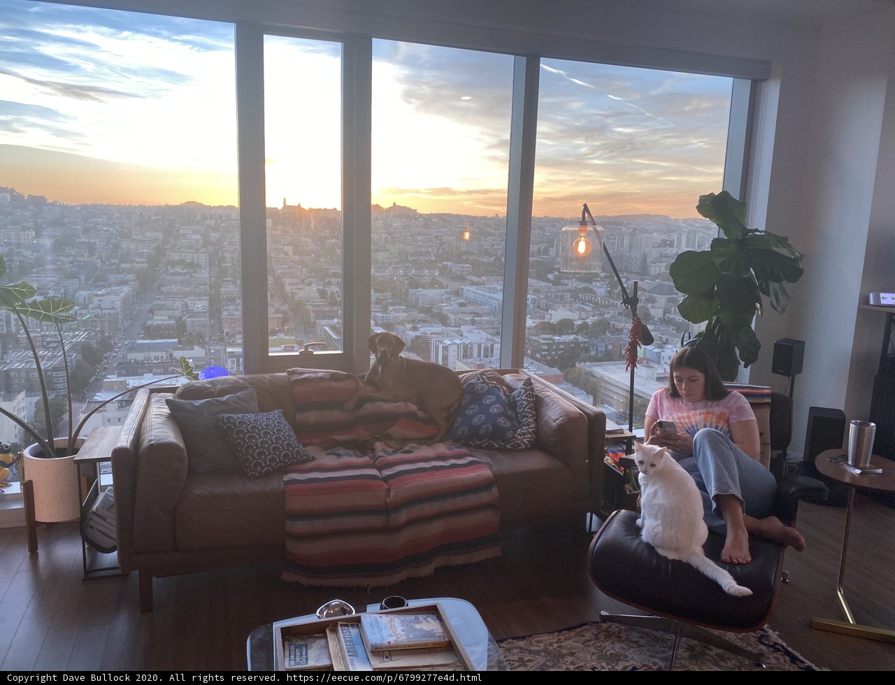 Cozy Evening with Feline Friend