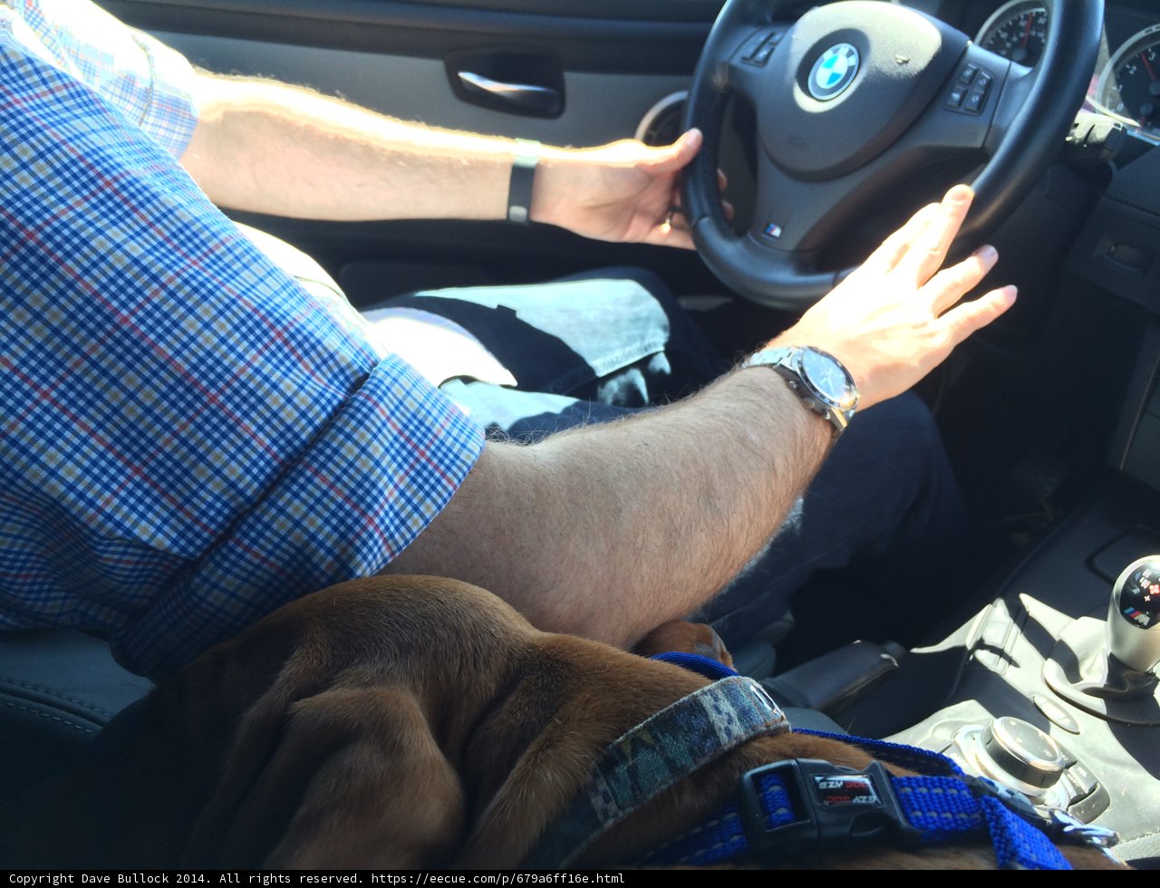 Man and Dog on a Drive