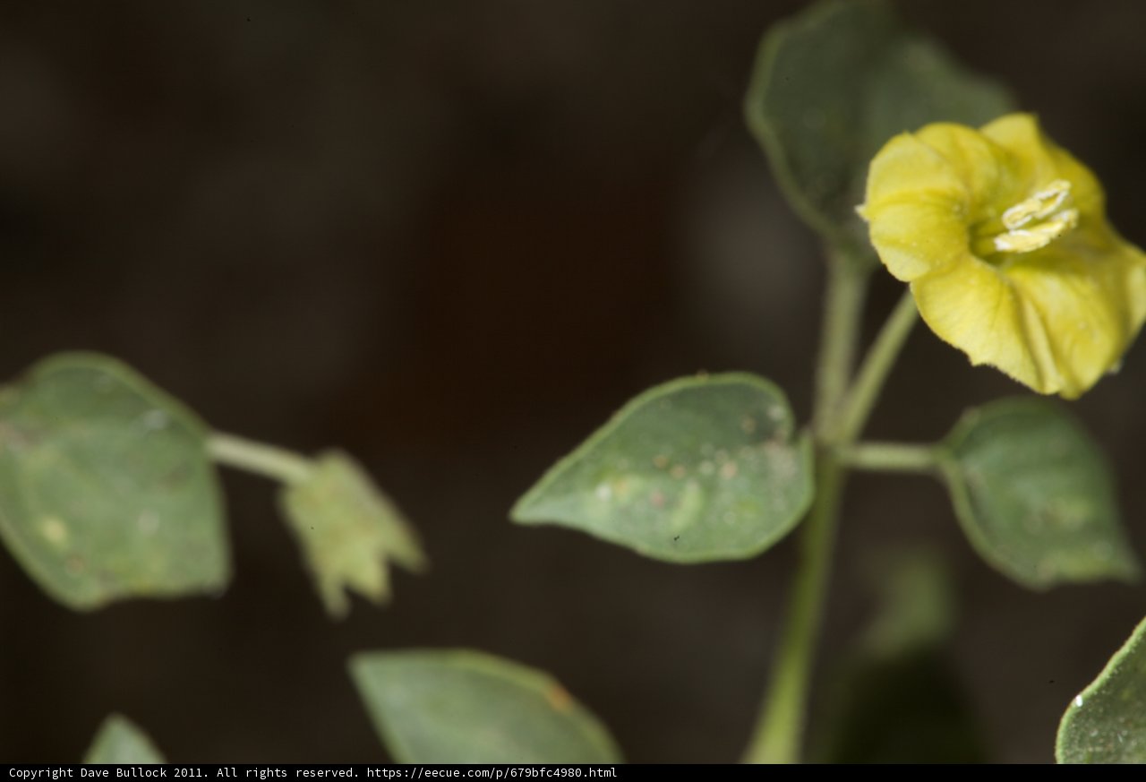 A Single Yellow Flower