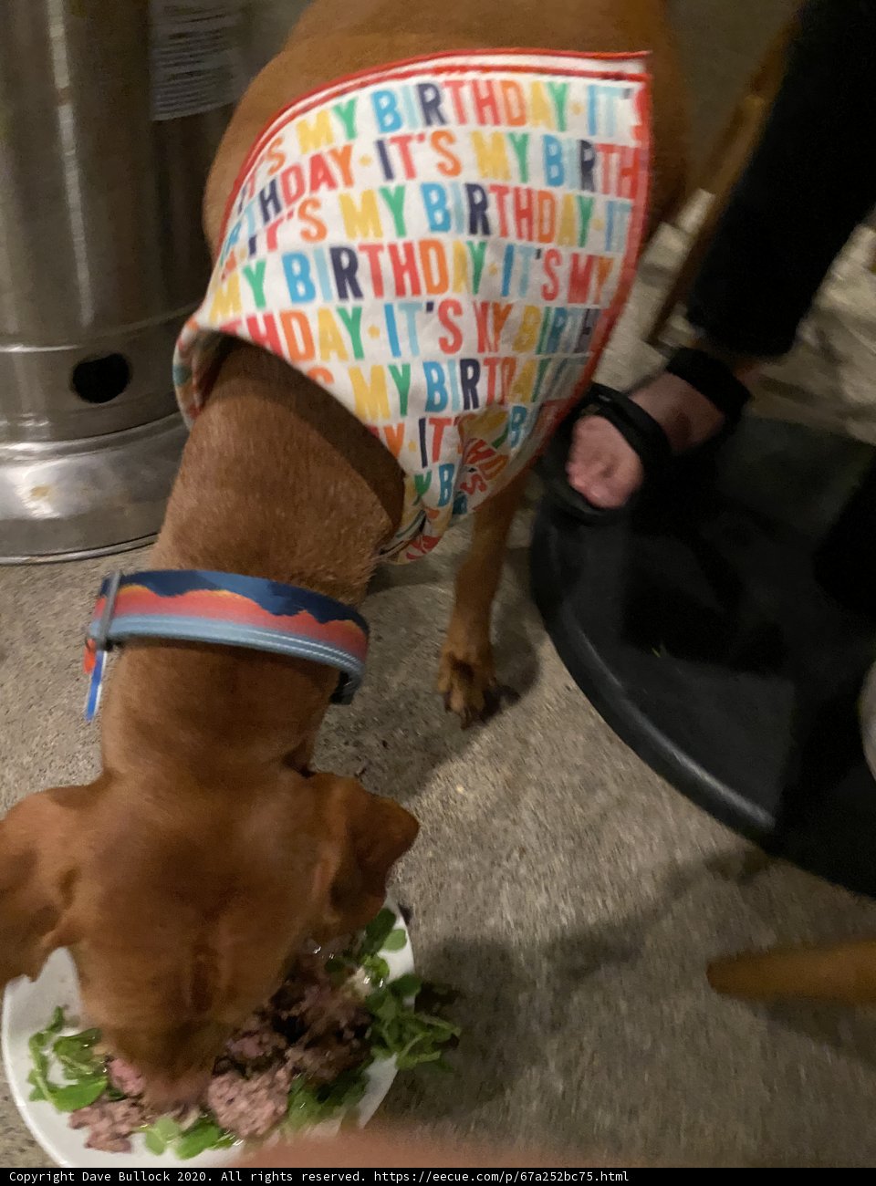 Birthday Feast for a Stylish Hound