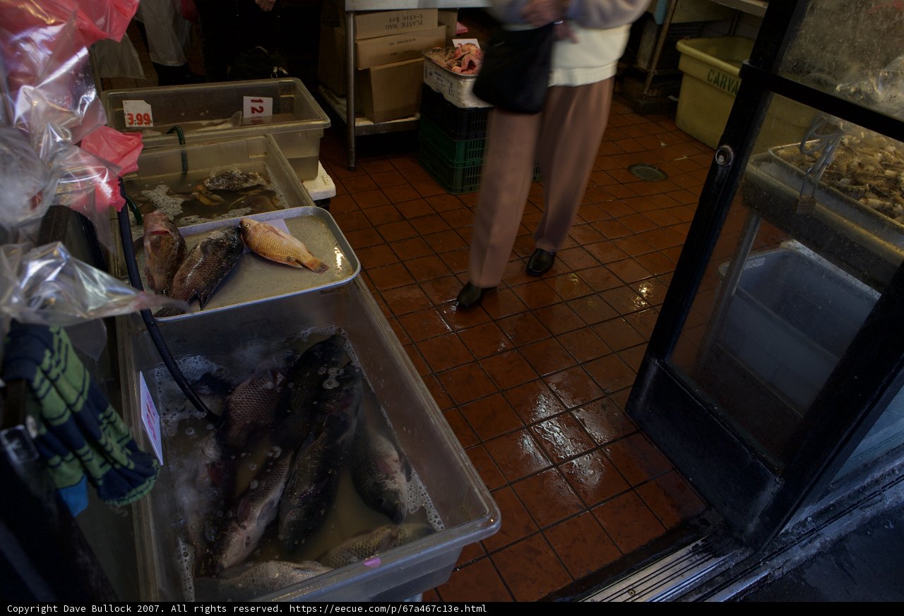 Fish Market Finds